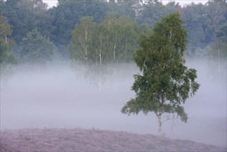 Birch in the morning mist
