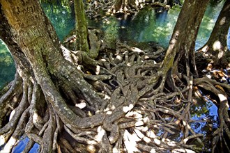 Mangrove trail in Tha Pom Khlong Song Nam national park Mangrove trail in Tha Pom Khlong Song Nam national park