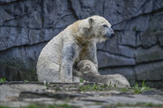 Polar bear Tonja suckles young Hertha