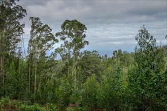 Eucalyptus forest near Achadas da Cruz