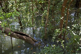 Mangrove trail in Tha Pom Khlong Song Nam nature park/ Mangrove trail in Tha Pom Khlong Song Nam national park