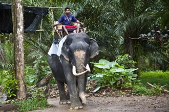 Elephant trek through the jungle/ elephant tour