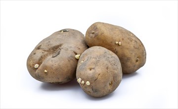Germinated potatoes