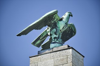 Imperial eagle