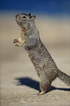 California Ground Squirrel