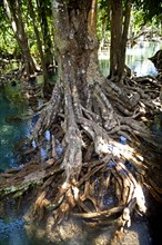 Mangrove trail in Tha Pom Khlong Song Nam national park Mangrove trail in Tha Pom Khlong Song Nam national park