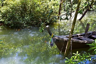 Mangrove trail in Tha Pom Khlong Song Nam nature park/ Mangrove trail in Tha Pom Khlong Song Nam national park