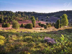 Typical heath landscape in the Totengrund with flowering heather