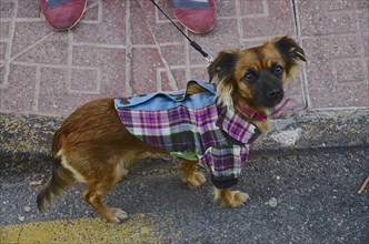 Dachshund mixed-breed in checked shirt on leash