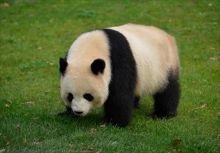 Panda Meng Meng