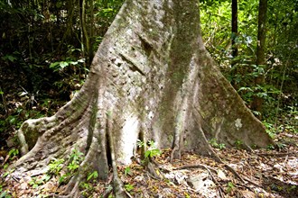 Board roots