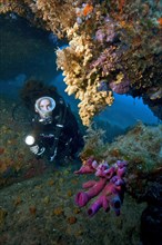 Pink tube sponge and diver