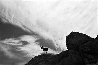 Dog on rock in front of white cloud wall