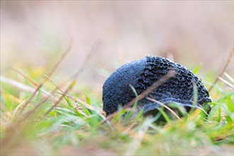 Ash black slug