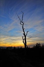 Allter gnarled tree in front of sunset