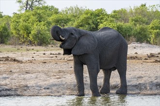 African elephant