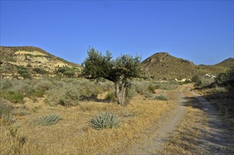 Field path in Mediterranean landscape and single olive tree