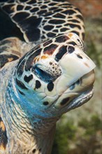 Extreme close-up of head sharp beak of hawksbill sea turtle