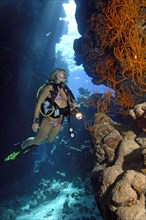 Scuba diver in bikini looking at illuminated black bushy black coral