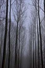 Avenue of poplars in the mist