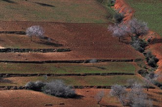 Fields with red earth and blossoming almond trees