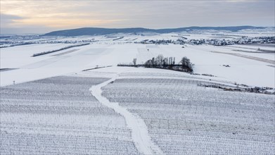 Winter landscape with vineyards and fields