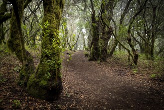 Hiking trail through laurel forest