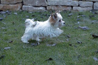 Bolonka Zwetna puppy running across lawn