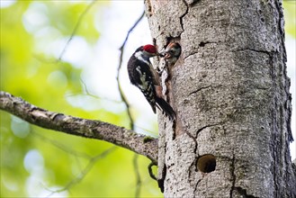 Middle spotted woodpecker