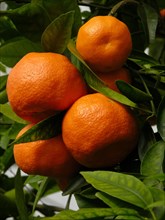 Ripe tangerines on the tree