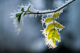 Leaves with hoarfrost