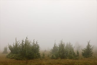 Juniper heath in the mist