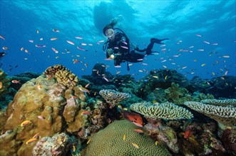 Diver looking at intact coral reef with various stony corals