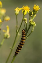 Caterpillar of jacobaea
