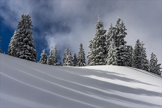 Snowy mountain landscape with trees in winter and white blue sky