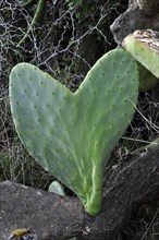 Heart-shaped leaf of a chumbo cactus