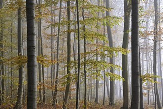Deciduous forest in morning mist