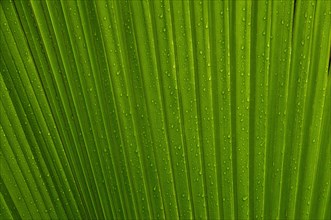 Leaf of a palm tree with water drops
