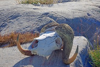 Skull of a musk oxes
