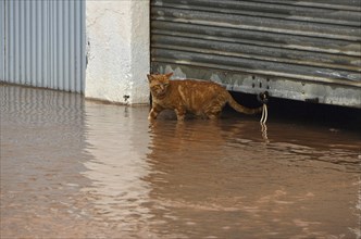 Cat comes out of garage and wades through water after flood of rain