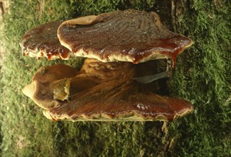 Beefsteak fungus