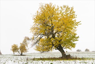 Tree with autumn leaves in the first snow