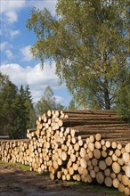 Woodpile