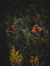 Two butterflies monarch butterfly