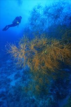 Bushy thorn coral