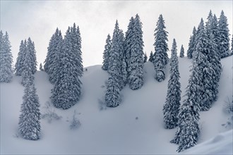Snowy mountain landscape with trees in winter