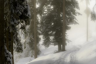 Winter mountain forest in the fog