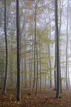 Deciduous forest in morning mist