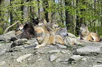 Mackenzie valley wolves