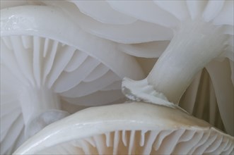 Porcelain fungi